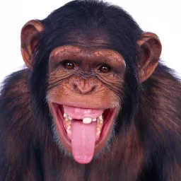 Profile picture for user orangutani