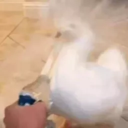 Profile picture for user schyza