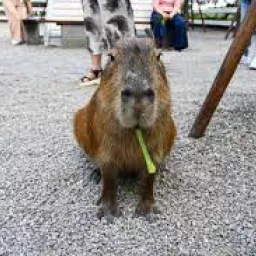 Profile picture for user Capybara