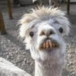 Profile picture for user zyxx-_-