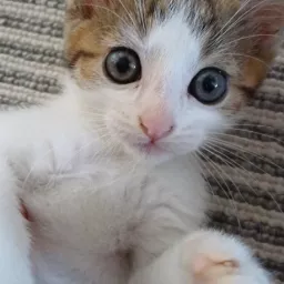 Profile picture for user mmxgumii