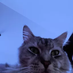 Profile picture for user Johny4