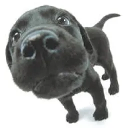 Profile picture for user Hafi333