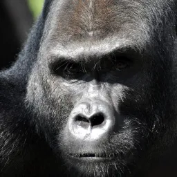 Profile picture for user thegorrilaking