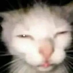 Profile picture for user ItsClove_1
