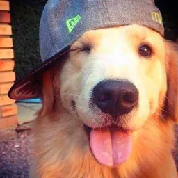 Profile picture for user Paully
