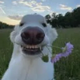 Profile picture for user Vixikkkk