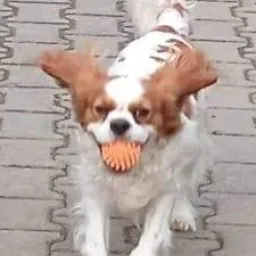 Profile picture for user Akeez1cek