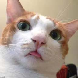 Profile picture for user fany1n