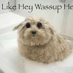 Profile picture for user Hofmi