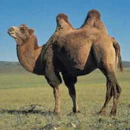 Profile picture for user geslojegeslo