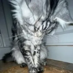 Profile picture for user maamarrobrini