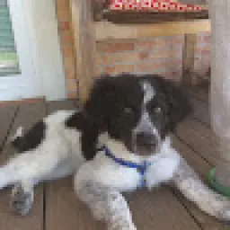 Profile picture for user samuelecasamassima