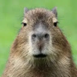Profile picture for user CapybaraMan