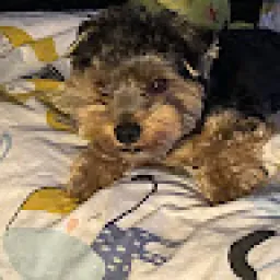 Profile picture for user Štěpándočkal