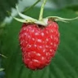 Profile picture for user daniel5