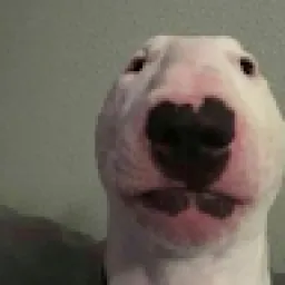 Profile picture for user domčagregor