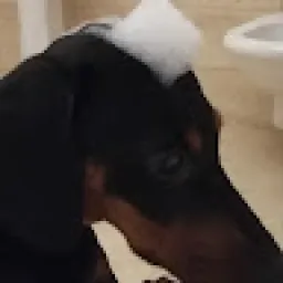 Profile picture for user dexeu