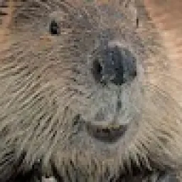 Profile picture for user Bobr.