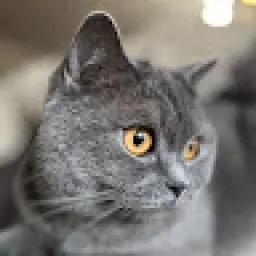 Profile picture for user UjoPetan