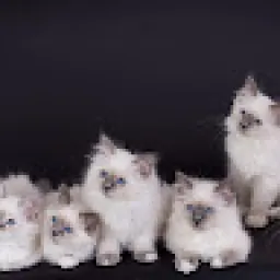 Profile picture for user vilémcambal