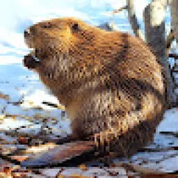 Profile picture for user denyszeykan