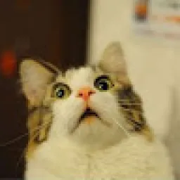 Profile picture for user šubík1