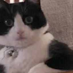 Profile picture for user antonínwedell