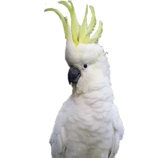 Profile picture for user KakaduCzech