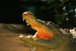 Profile picture for user Krokodile